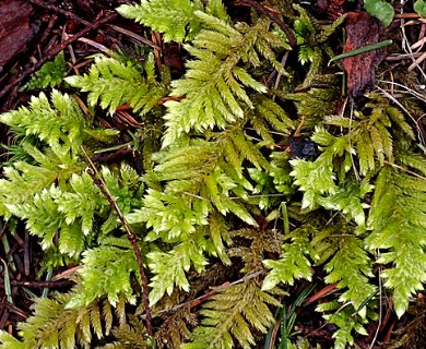 Homalothecium megaptilum