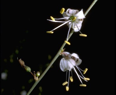 Hooveria parviflora