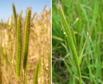 Hordeum depressum