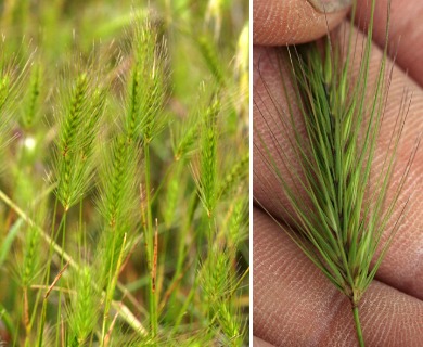 Hordeum intercedens