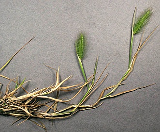 Hordeum marinum