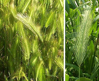 Hordeum murinum