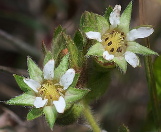 Horkelia californica