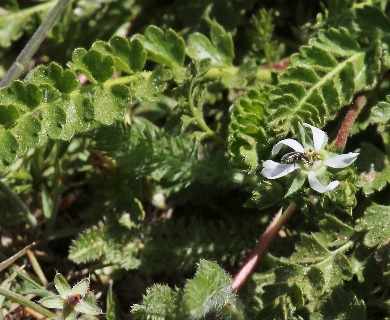 Horkelia clevelandii