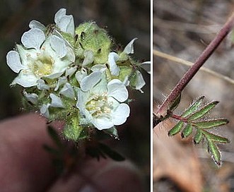 Horkelia congesta