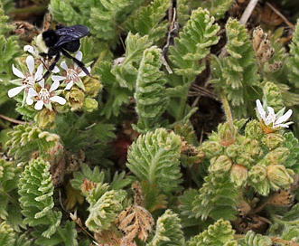 Horkelia marinensis