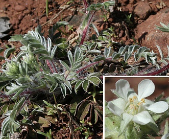 Horkelia sericata