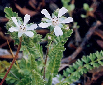 Horkelia tenuiloba