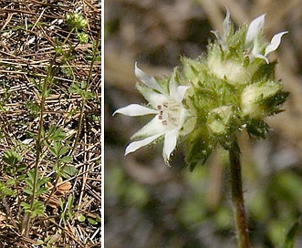 Horkelia tridentata