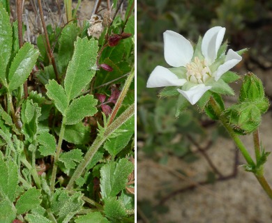 Horkelia truncata