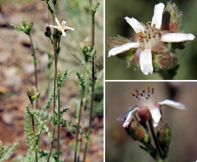 Horkeliella purpurascens