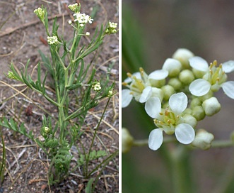 Hornungia procumbens