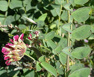 Hosackia crassifolia