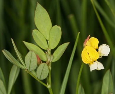 Hosackia pinnata