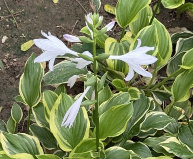 Hosta plantaginea