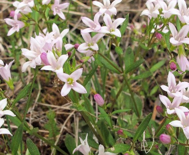 Houstonia canadensis