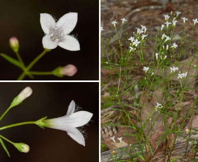 Houstonia ouachitana