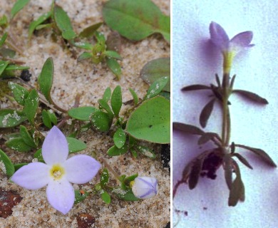 Houstonia rosea