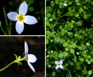 Houstonia serpyllifolia