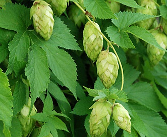 Humulus lupulus