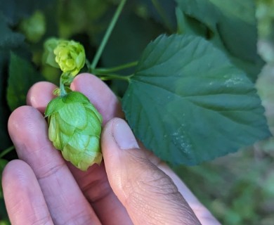Humulus neomexicanus