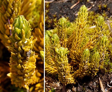 Huperzia haleakalae