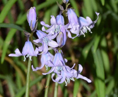 Hyacinthoides hispanica