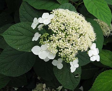 Hydrangea arborescens