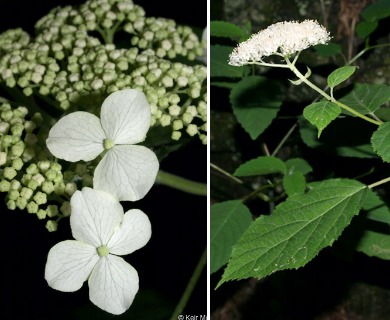 Hydrangea cinerea