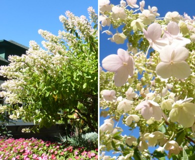 Hydrangea paniculata