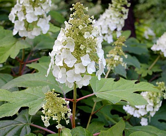 Hydrangea quercifolia