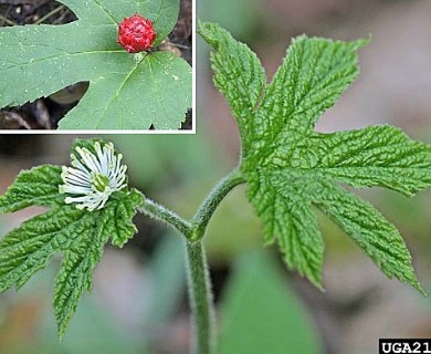 Hydrastis canadensis