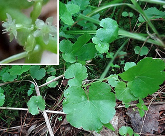 Hydrocotyle americana