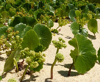 Hydrocotyle bonariensis