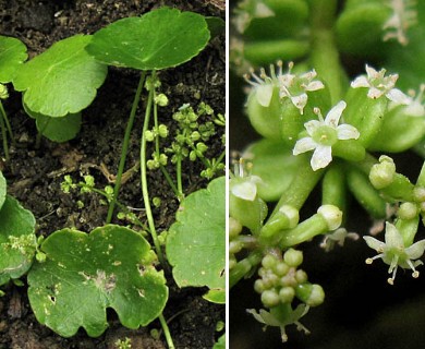 Hydrocotyle verticillata