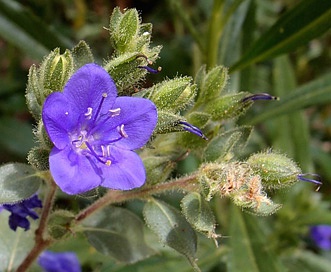 Hydrolea spinosa