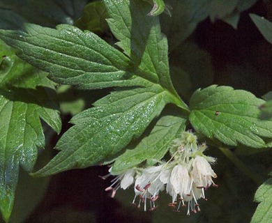 Hydrophyllum fendleri