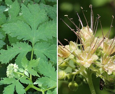 Hydrophyllum tenuipes