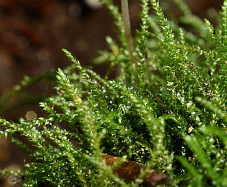 Hygroamblystegium tenax