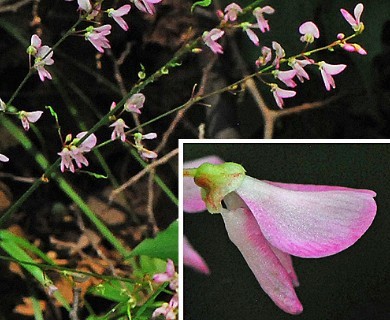 Hylodesmum glutinosum