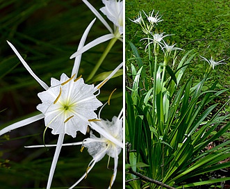 Hymenocallis liriosme