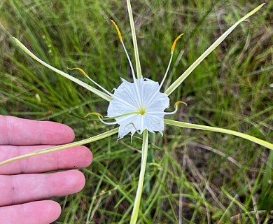 Hymenocallis palmeri