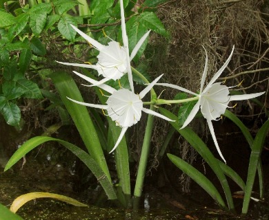 Hymenocallis rotata