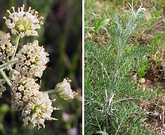 Hymenopappus scabiosaeus