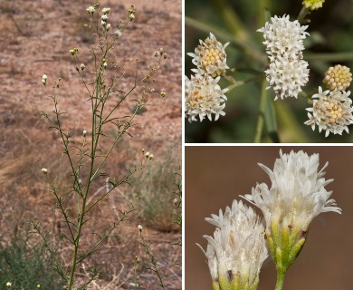 Hymenothrix loomisii