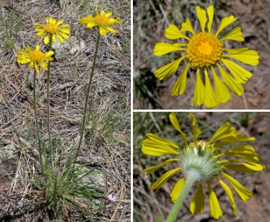 Hymenoxys bigelovii