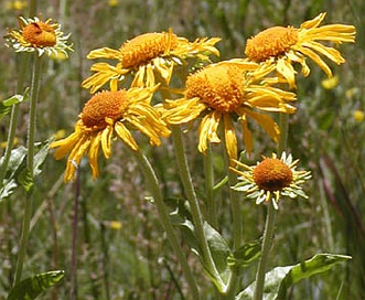 Hymenoxys hoopesii