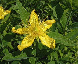 Hypericum ascyron