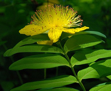 Hypericum calycinum