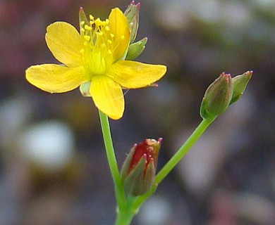 Hypericum canadense